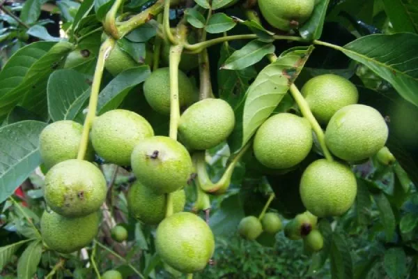 грецкий орех Карлик