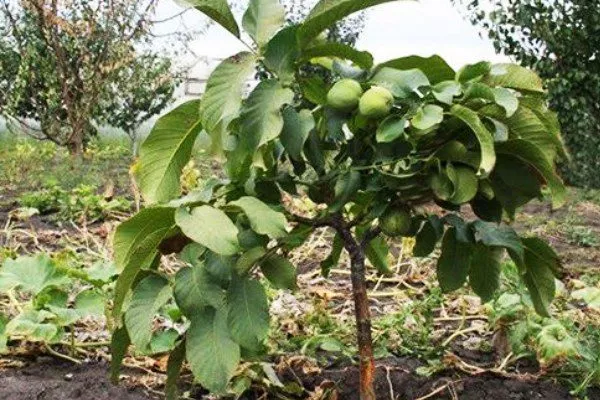 ореховое дерево сорта Карлик