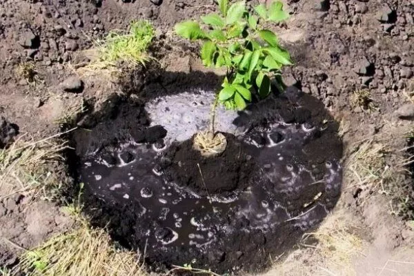 посадка ореха Карлик