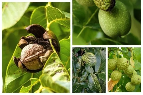 болезни ореха Карлик