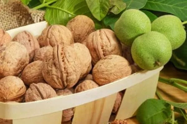 урожай сорта Карлик