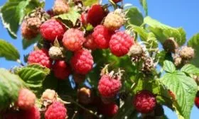 Малина Хейса