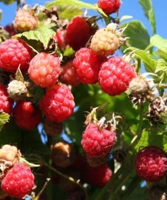 Малина Хейса