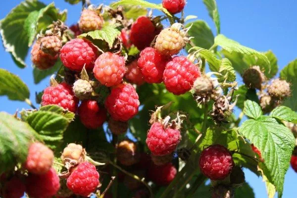 Малина Хейса