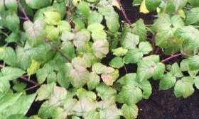 кусты малины Хейса