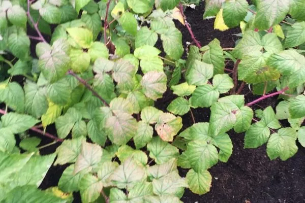 кусты малины Хейса