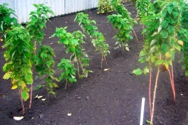 посадка малины сорта Хейса