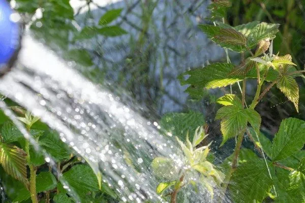 Полив малины сорта Хейса