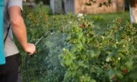 Обработка малины Хейса от болезней