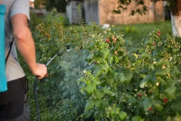 Обработка малины Хейса от болезней