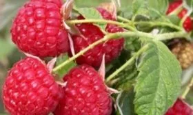 урожай малины Хейса