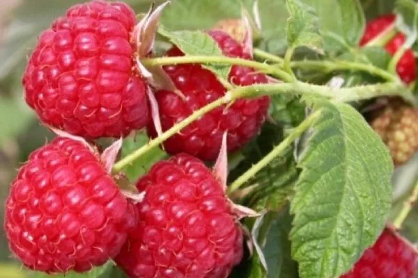 урожай малины Хейса