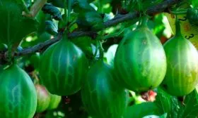 Крыжовник Уральский изумруд1