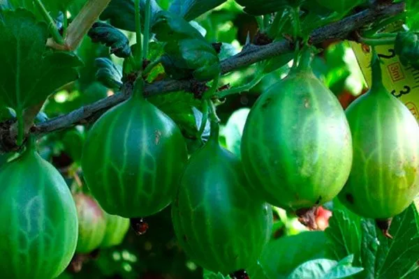 Крыжовник Уральский изумруд1