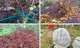 Зимовка Крыжовник Уральский изумруд10