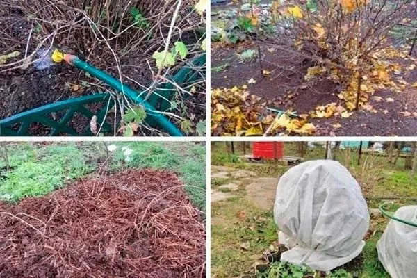 Зимовка Крыжовник Уральский изумруд10