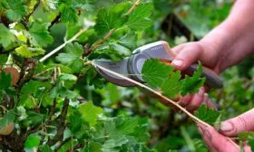 Крыжовник Уральский изумруд11