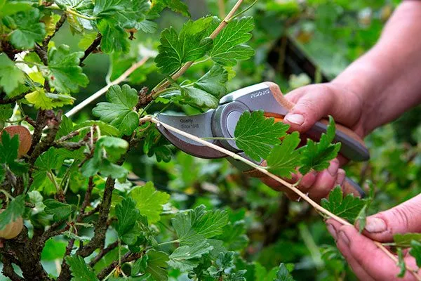 Крыжовник Уральский изумруд11