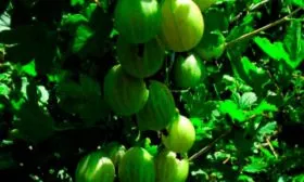 Описание крыжовника Уральский изумруд