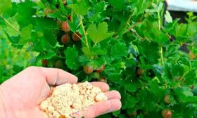 Крыжовник Уральский изумруд13