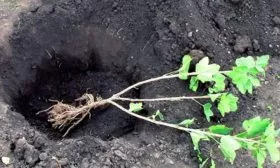 Правила посадки крыжовника Крыжовник Уральский изумруд15