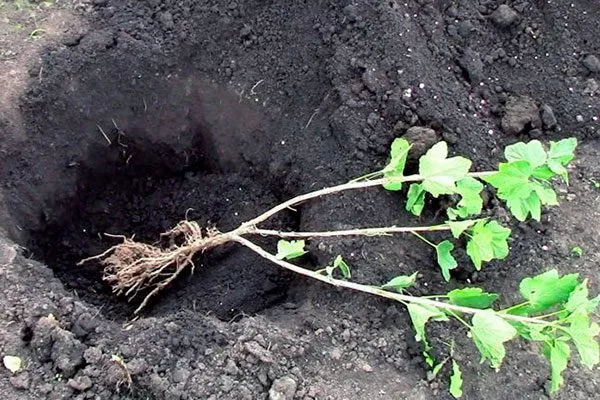 Правила посадки крыжовника Крыжовник Уральский изумруд15