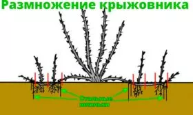 Размножение Крыжовник Уральский изумруд16