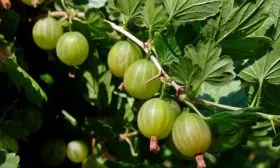 История селекции Крыжовник Уральский изумруд2