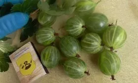 Вкусовые качества Крыжовник Уральский изумруд4