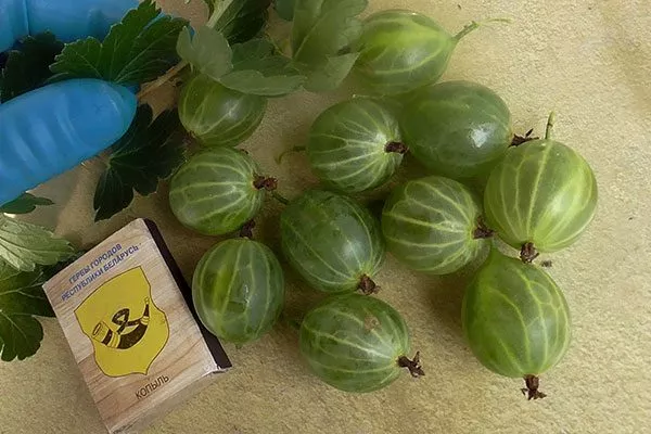 Вкусовые качества Крыжовник Уральский изумруд4