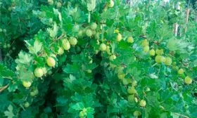 Урожайность и плодоношение Крыжовник Уральский изумруд5