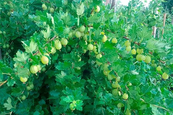 Урожайность и плодоношение Крыжовник Уральский изумруд5