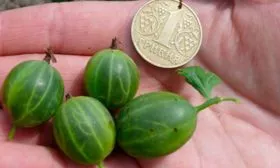 Характеристика сорта Крыжовник Уральский изумруд6