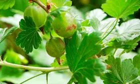 Болезни и вредители Крыжовник Уральский изумруд8