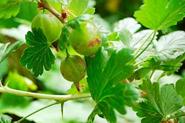 Болезни и вредители Крыжовник Уральский изумруд8