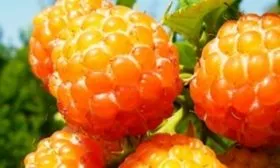 ягоды малины сорта Абрикосовая