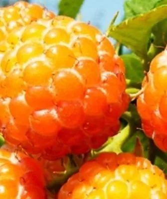 ягоды малины сорта Абрикосовая