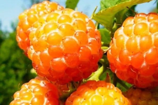 ягоды малины сорта Абрикосовая