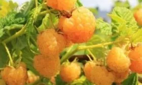 малина сорта Абрикосовая