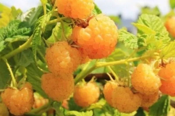 малина сорта Абрикосовая