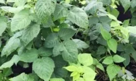 кусты малины сорта Абрикосовая