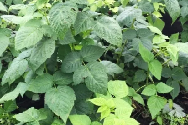 кусты малины сорта Абрикосовая