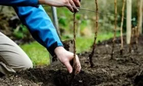 посадка саженцев Абрикосовой