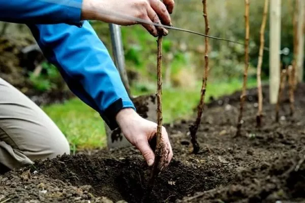 посадка саженцев Абрикосовой