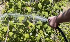 полив малины Абрикосовая