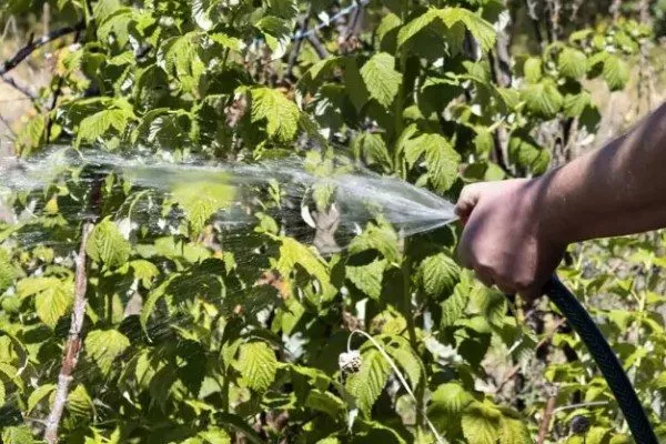 полив малины Абрикосовая