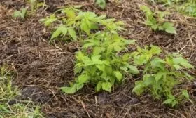 мульчирование малины Абрикосовая