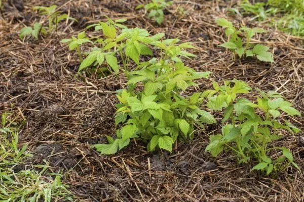 мульчирование малины Абрикосовая