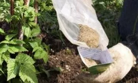 удобрение посадки Абрикосовой