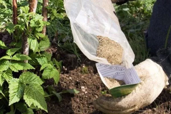 удобрение посадки Абрикосовой